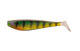 Stickleback