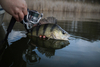 Kołowrotek Shimano Stradic FM C2000HG