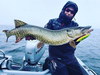 Wobler Salmo Sweeper 14cm | Silver Chartreuse Shad | tonący