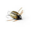 Wobler Imago Lures Maybug 2,5cm Flow - pływający - BK