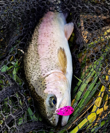 Wahadłówka Madey Pazur 3,3g | Crazy Pink