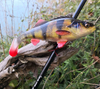Guma Savage Gear 4D Perch Shad 12,5cm | SS | Perch
