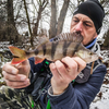 Przynęta Perch Professor Flying Worm 2"/5cm - #01 Original - 8 szt.