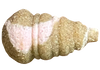 Feeder Bait Mini Ślimak Twister Wafters 11/8mm | R72 - Brzoskwinia & Ananas
