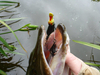 Przynęta Savage Gear 3D Suicide Duck 10,5cm | Yellow