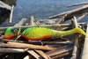 Headbanger Shad 22cm - Firetiger Stealth - Tonący