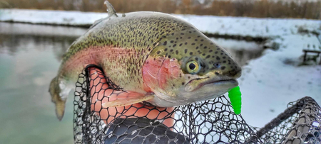 Przynęta Libra Lures Goliath 3cm | 027 - Apple Green | brak zapachu | 15 szt.