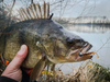 Przynęta Perch Professor Fluky Shad 2.5"/6,5cm - #03 Bimber Tea - 6 szt.