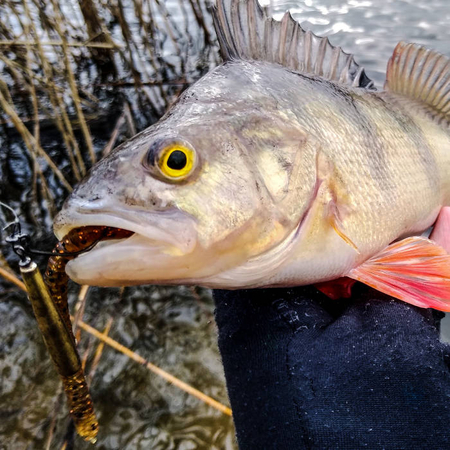 Przynęta Perch Professor Flying Worm 3,5"/9cm - #03 Bimber Tea - 5 szt.