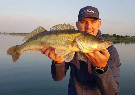 Guma Fox Rage Zander Pro Shad 16cm | UV Electric Perch
