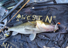 Guma Westin ShadTeez High 9cm | Lively Roach