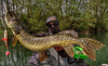 Guma Savage Gear 4D Perch Shad 17,5cm | SS | Perch