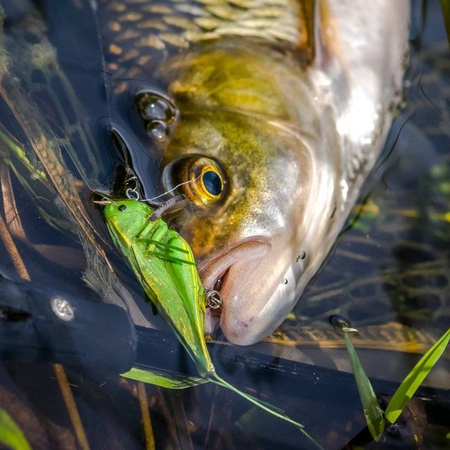 Wobler Imago Lures Hooper 4,5cm - pływający - LBDB