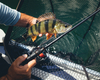 Wędka Shimano Poison Adrena 2610ULML2 208cm | 2-12g