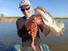 Guma Mikado MFT Roach 18cm Gold Roach