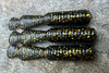 Guma Great Fish GF2 Leech 6cm | Black&Gold | rybny | 10 szt.