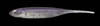 Fish Arrow Flash-J Abalone 3" - Lake Wakasagi/Abalone #AB02 - 1 szt.