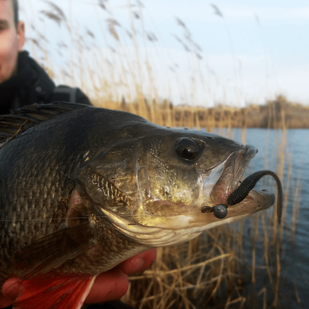 Przynęta Perch Professor F**king Leech 2"/5,5cm - MIX - 12 szt.