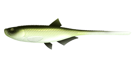 Przynęta Libra Lures Bleak Slug Tail 8.2" | 20.8 cm | 031 - Olive Whitefish