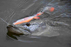 Zestaw Gum Savage Gear 3D Whitefish Shad 9 cm | Dark Water Mix | 4 szt.