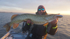Wobler Westin Swim Jerk 10cm | | Real Perch | wolno pływający