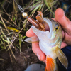 Przynęta Perch Professor Fapping Craw 2"/5,5cm - #01 Original - 6 szt.