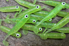 Guma Great Fish GF1 4,9cm | Glitter Light Green | krewetkowy |10 szt.