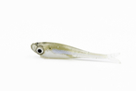 Przynęta Urbanek Embrion 3.6cm - 0.5g - ZSN - 1szt