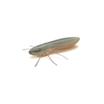 Guma Nays BG 20 | 5.1cm | C-28 | 6 szt.
