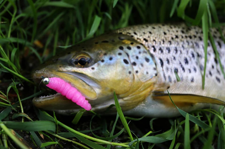 Przynęta Libra Lures Larva 4.5cm | 001 - White | brak zapachu | 8 szt.