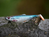 Guma Savage Gear 4D Herring Shad 9cm | Roach
