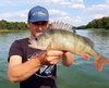 Guma Keitech Easy Shiner 4" | 10,16cm | #440 Electric Shad | 7 szt.