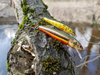 Wobler Salmo Minnow 7cm | Spirlin | pływający