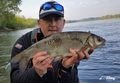 Wobler Siek Stynka 4cm - pływający - 72