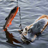 Zestaw Gum Savage Gear 3D Whitefish Shad 9 cm | Clear Water Mix | 4 szt.