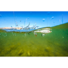 Przynęta Berkley Choppo 75 7,5cm | HD Golden Shiner