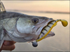 ..Guma Westin ZanderTeez 8,5cm - Fire Perch