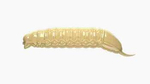 Przynęta Libra Lures Goliath 4.5cm | 005 - Cheese | brak zapachu | 10 szt.