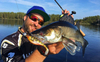 Guma Westin ShadTeez High 12cm | Bling Perch