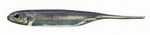 Fish Arrow Flash-J 3" - Lake Wakasagi/Silver #25 - 1 szt.