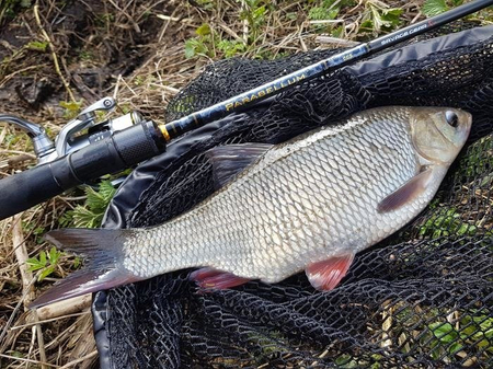 Wędka Savage Gear Parabellum CCS 279cm | 5-18g